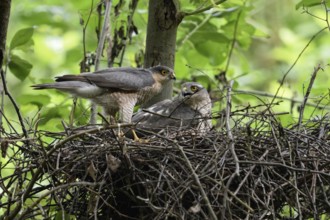 Together at the nest... Sparrowhawk (Accipiter nisus), pair of birds of prey at their eyrie, rare