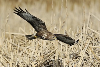 Elegant bird of prey... Common buzzard (Buteo buteo) in shallow flight over dry reeds, native