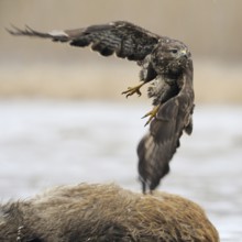 Taking off... Buzzard (Buteo buteo), sweeping take-off, departure photo, previously perched on a