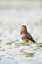 Proud bird... Buzzard (Buteo buteo), buzzard in winter, standing lonely upright on a meadow covered