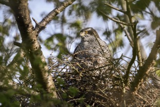 Perfectly camouflaged... Goshawk (Accipiter gentilis), female, sitting in her nest in spring while