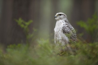 White falcon... Gerfalcon (Falco rusticolus) sits on a tree stump in the forest, noble, extremely