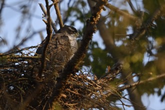 Sunbathing... Goshawk (Accipiter gentilis) adult female resting on her eyrie, enjoying time out and