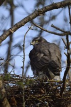 Together... Goshawk (Accipiter gentilis), large adult female on the eyrie, rear view, frequent