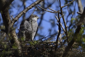 Hidden between trees... Goshawk (Accipiter gentilis) on its eyrie, female preparing for nesting,