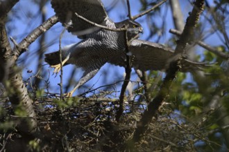 Departure... Goshawk (Accipiter gentilis) leaves the eyrie, female flies off, native nature,