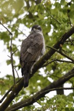 Sharp eye... Goshawk (Accipiter gentilis) female, sitting in a tree in spring while hunting,