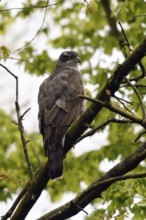 Attentively focussed... Goshawk (Accipiter gentilis), female, sitting among fresh greenery in a