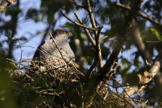In the morning sun... Goshawk (Accipiter gentilis), female goshawk on the eyrie, nest, native