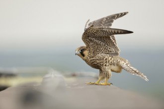 Flight exercises... Peregrine falcon (Falco peregrinus), young falcon, native bird of prey, fledged