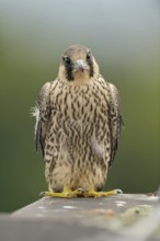 Young peregrine falcon tentacle... Peregrine falcon (Falco peregrinus), male falcon, just fledged