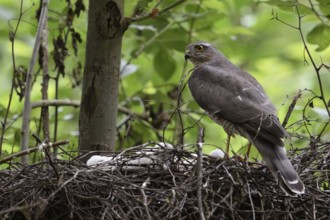 Cut... Sparrowhawk (Accipiter nisus), native, relatively common bird of prey, builds nest in trees,