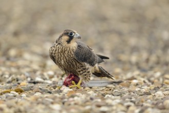 Safeguarding gaze... Peregrine falcon (Falco peregrinus), while feeding, with prey in its clutches,
