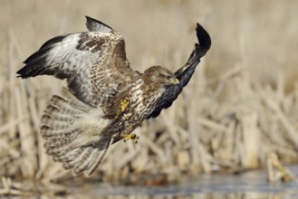 The perfect moment... Buzzard (Buteo buteo) shortly in front of accessing prey, spectacular flight