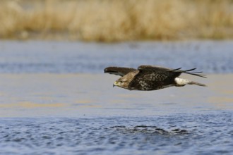 Over the water... Buzzard (Buteo buteo) in flight, our most common bird of prey soaring close over