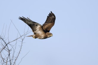 Our most common raptor... Buzzard (Buteo buteo), buzzard in winter, flies off, leaves its perch in