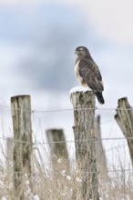 Buzzard (Buteo buteo) in cold winter, sitting on a fence post in the snow, most common native bird