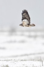 In flight over snow-covered meadows and fields on the Lower Rhine... Buzzard (Buteo buteo), flying