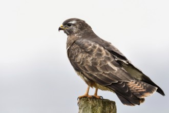Typical picture... Buzzard (Buteo buteo) sits on a fence post while hunting, typical post hunter,