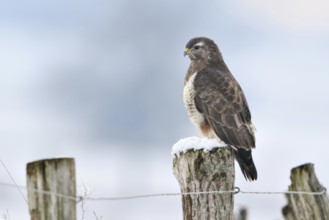 Buzzard (Buteo buteo) in cold winter, sitting on a fence post in the snow, most common native bird