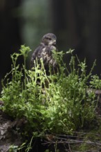 Undependent... Buzzard (Buteo buteo), young bird of prey, branchling on a tree stump in the forest,