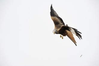 After an unsuccessful hunt... Red kite (Milvus milvus), also known as Montagu's harrier, very