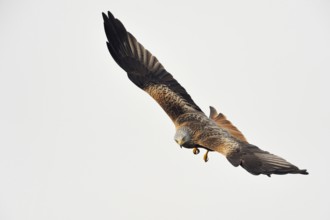 Spectacular flyer... Red kite (Milvus milvus), certainly one of the most beautiful native birds of