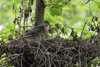 Sparrowhawk (Accipiter nisus), adult male, standing on his eyrie in a tree, hidden nest, looking