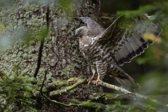Wing-flapping... Honey buzzard (Pernis apivorus), rare, endangered native bird of prey, buzzard