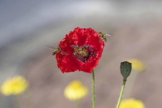 Corn poppy (Papaver rhoeas), hoverflies (Syrphidae), red, colourful, macro, Several hoverflies fly