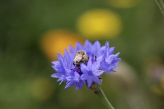 Bee (Apiformes), cornflower (Centaurea cyanus), colourful, macro