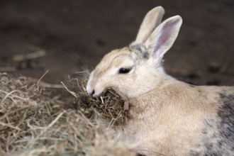 Domestic rabbit (Oryctolagus cuniculus domestica), hay, straw, mouth, nest building, pregnant, A