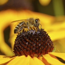 European honey bee (Apis mellifera), collecting nectar from a yellow coneflower (Echinacea