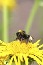 Field bumblebee (Bombus pascuorum), collecting pollen on a yellow flower of a Great Telekie