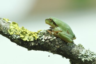 European tree frog (Hyla arborea) sitting on a lichen-covered branch in its natural environment,