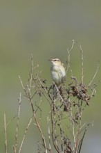 Reed warbler (Acrocephalus schoenobaenus) sitting in a shrub in its natural environment, Wildlife,