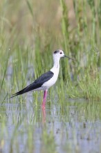 Stilt (Himantopus himantopus), adult bird standing in the reeds of the shore vegetation, wildlife,