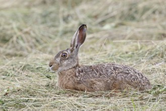 European hare (Lepus europaeus) on a mown meadow, Wilnsdorf, North Rhine-Westphalia, Germany