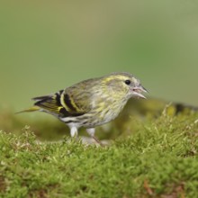 Siskin (Carduelis spinus), female sitting on moss, mossy ground, Wilnsdorf, North Rhine-Westphalia,
