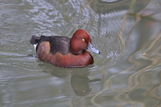 Ferruginous Duck (Aythya nyroca), drake, male, swimming on a lake, Hesse, Germany