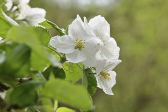 Apple blossoms (Malus), white blossoms with bokeh in the background, Wilnsdorf, Nordrhein.
