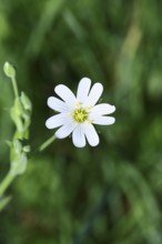 Greater stitchwort (Stella holostea), flowering in the forest, close-up, spring, Wilnsdorf, North