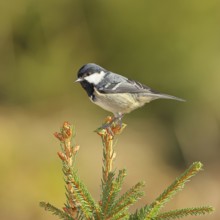 Fir tit (Parus ater), sitting on the top of a young spruce, European spruce (Picea abies),