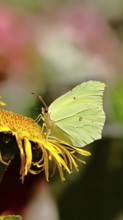 Lemon butterfly (Gonepteryx rhamny) on a yellow flower of a Great Telekie (Telekia speciosa),