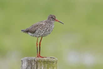 Redshank (Tringa totanus) standing on a pasture fence post, snipe bird, spring, wildlife, HÃ¼de,