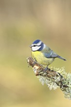 Blue tit (Parus caeruleus), sitting on a branch overgrown with reindeer lichen (Cladonia