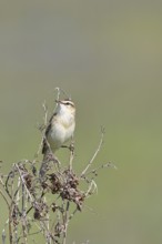 Reed warbler (Acrocephalus schoenobaenus) sitting in a shrub in its natural environment, Wildlife,