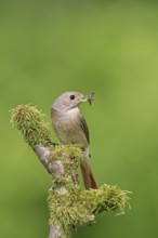 Common redstart (Phoenicurus phoenicurus), female with insect in beak on moss-covered branch,