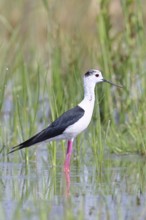 Stilt (Himantopus himantopus), adult bird standing in the reeds of the shore vegetation, wildlife,