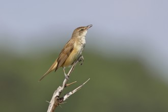 Great Reed Warbler (Acrocephalus arundinaceus), sitting on a twig, singing station, natural